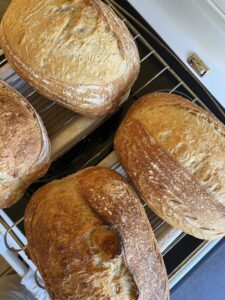 sourdoughs